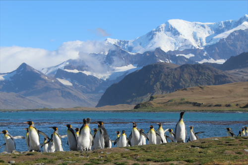 Penguins on Signy Island